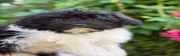 Havanese dogs for sale: Exquisite Havanese Puppies Boys and Girls  - Advert 9