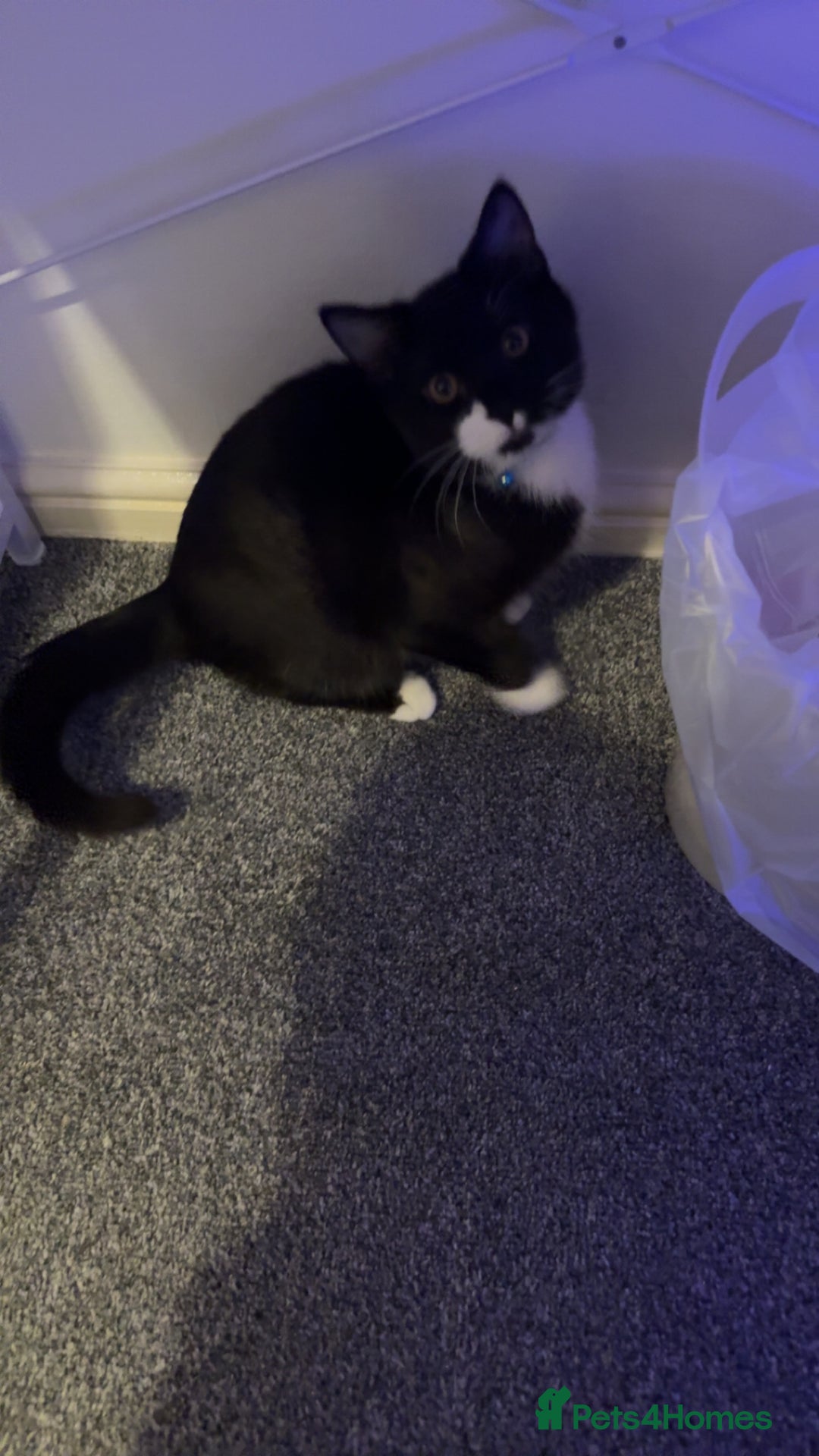 Domestic Shorthair cats for sale: Kitten for sale - Advert 1