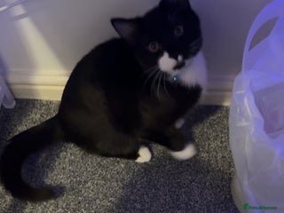 Domestic Shorthair cats Kitten for sale - Advert 2