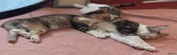 Domestic Shorthair cats for sale: 5 Beautiful Kittens - Advert 9