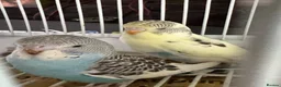Budgerigars birds for sale: Baby budgies for sale  - Advert 3