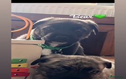 Mixed Breed dogs for sale: CaneCorso/Husky puppies  - Image 5