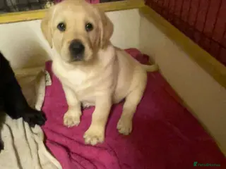 Labrador Retriever dogs KC Registered Royal Bloodline Puppies - Advert 6