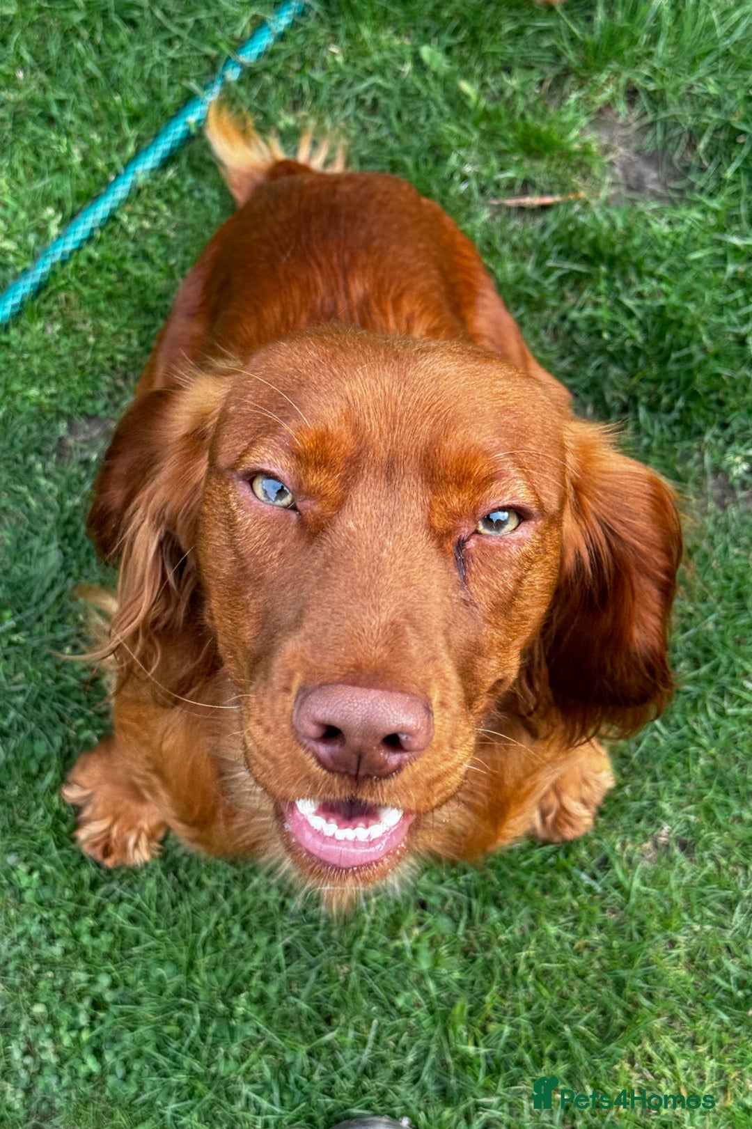 Cocker Spaniel dogs for stud: *Goofy* Standing at STUD only in Barnsley - Image 12