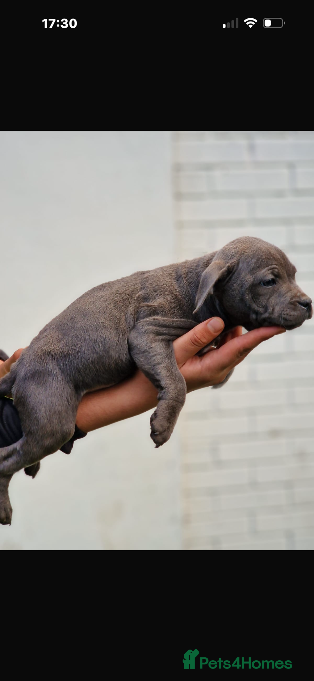Staffordshire Bull Terrier dogs for sale: Pure blue staffy puppies ready to go - Image 19