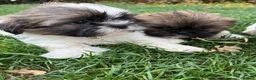 Shih Tzu dogs for sale: Stunning shihtzu puppies - Advert 4
