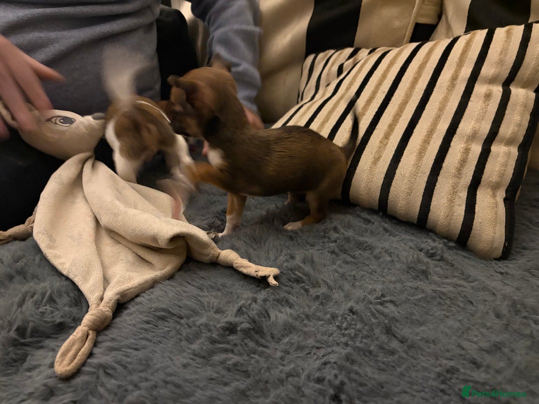 Mixed Breed dogs for sale: Jackawawa pups  - Advert 2