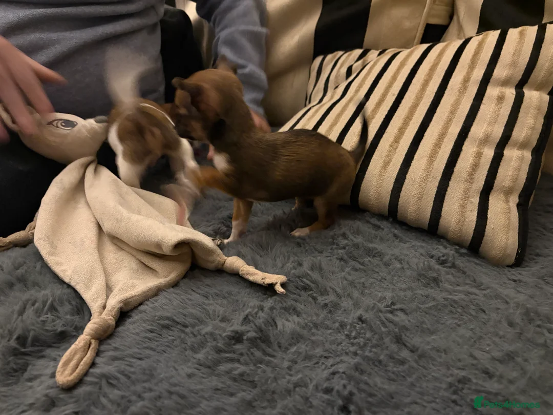 Mixed Breed dogs for sale: Jackawawa pups  - Advert 2