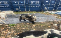 Goats livestock for sale: Billy Pigmy Goat - Image 1
