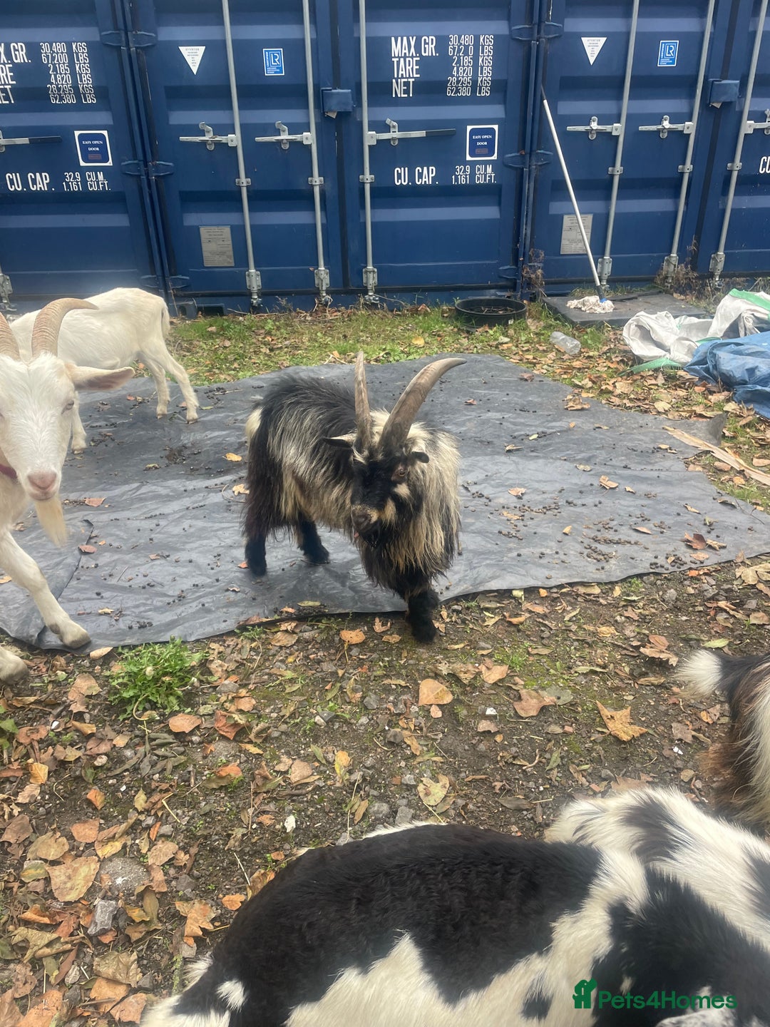 Goats livestock for sale: Billy Pigmy Goat - Image 1
