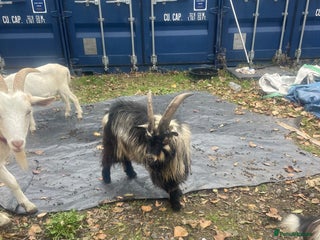 Goats livestock - Advert 7