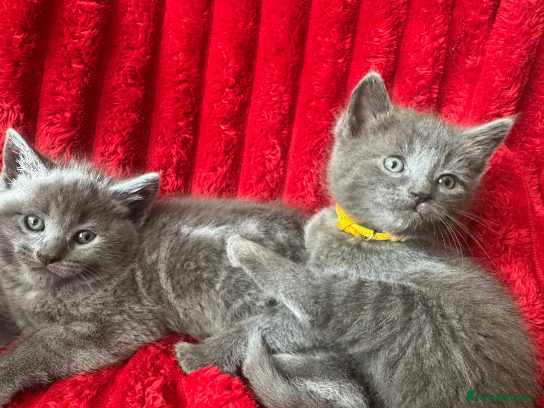 Mixed Breed cats for sale: Beautiful Greys - Advert 2