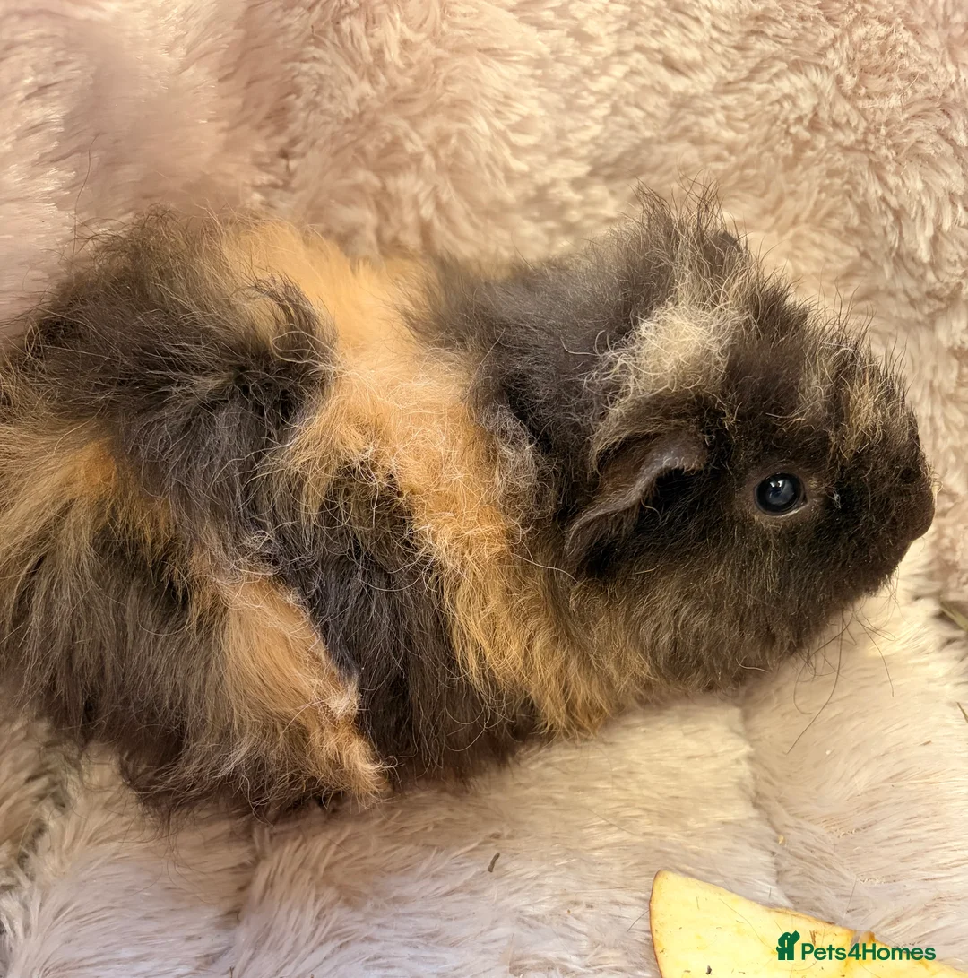 Guinea Pig rodents for sale: GORGEOUS BABY BOY GUINEA PIGS - Advert 2