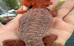 Bearded Dragon reptiles for sale: Red Monster  - Image 5
