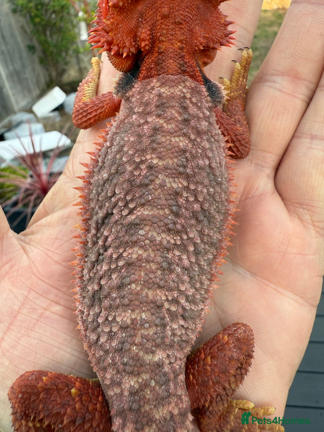 Bearded Dragon reptiles for sale: Red Monster  - Image 5