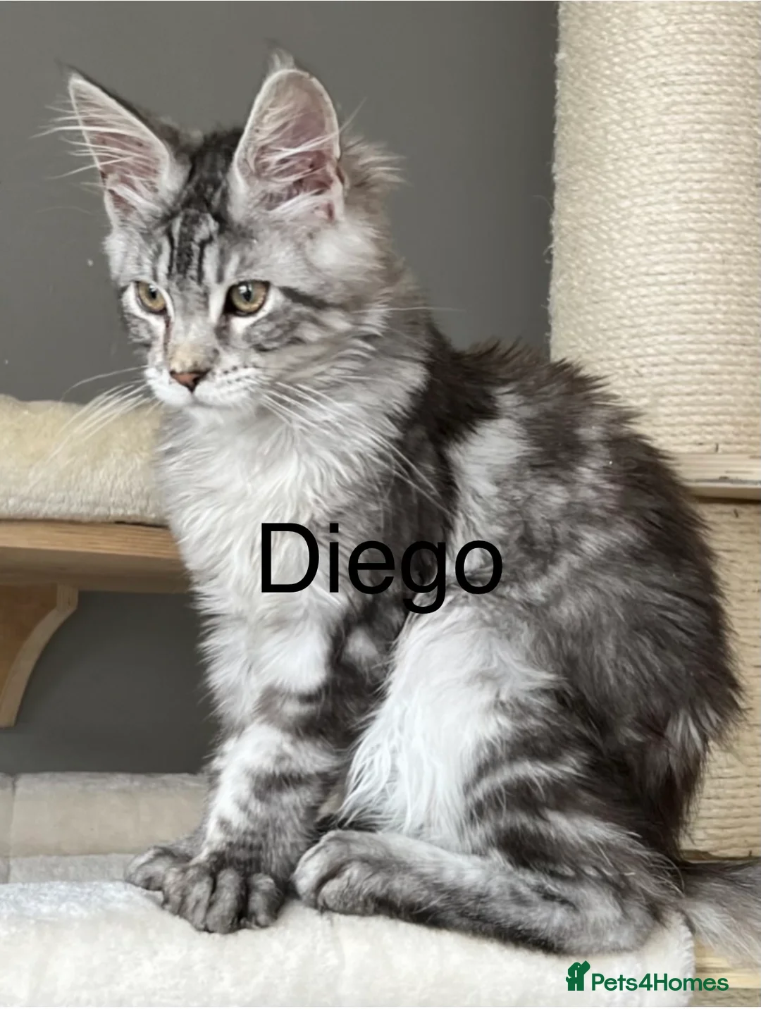 Maine Coon cats for sale: Maine Coon kittens  - Advert 2