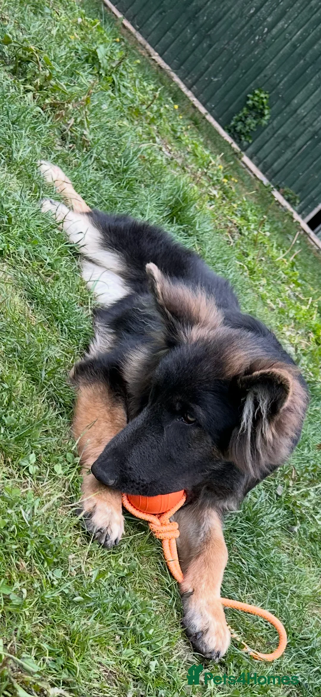 German Shepherd dogs for sale: Gorgeous German Shepard blue 8 months old  - Advert 2