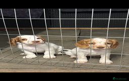 Cocker Spaniel dogs for sale: Cocker spaniel puppies Ready now, 3 girls left - Image 9