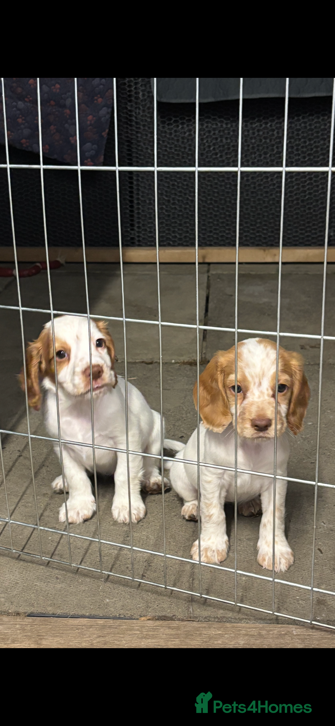 Cocker Spaniel dogs for sale: Cocker spaniel puppies Ready now, 3 girls left - Image 9