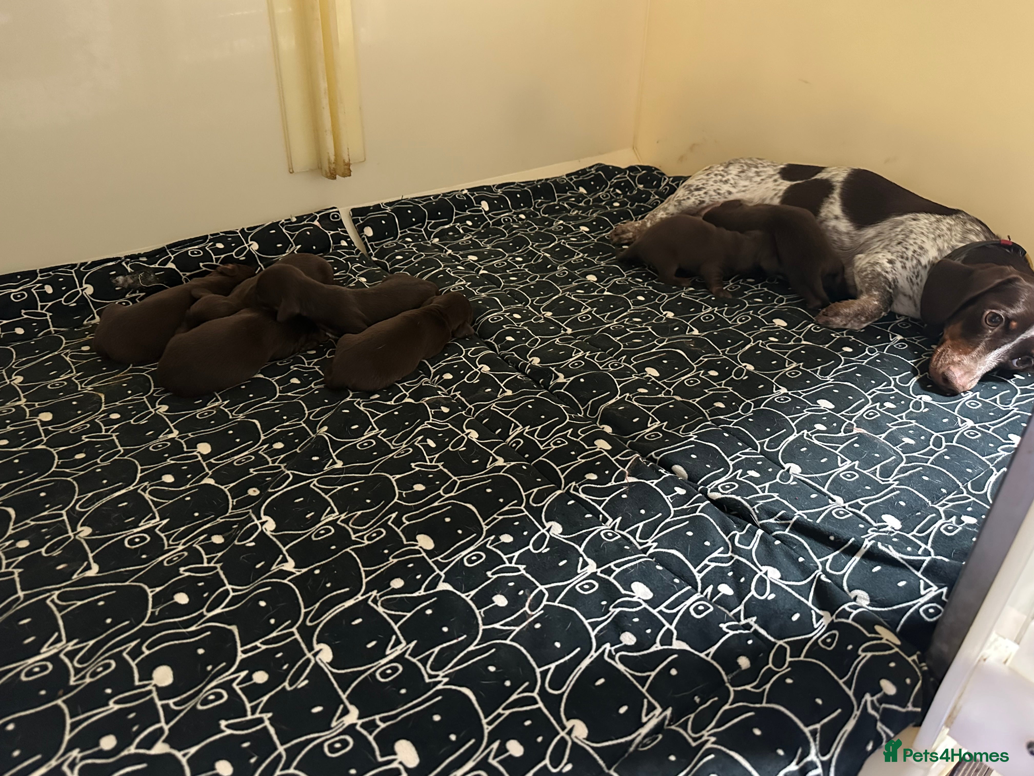 Miniature Dachshund dogs Kc smooth and long coated minature dachshund  - Advert 2