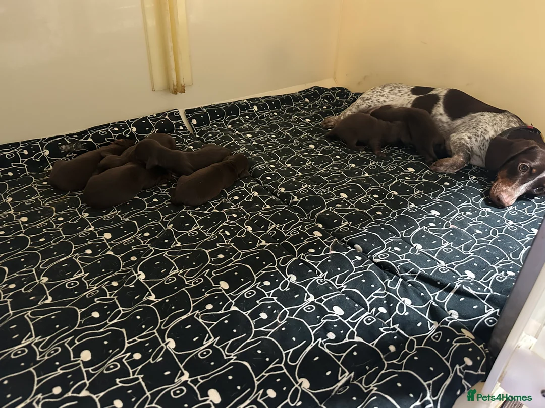 Miniature Dachshund dogs for sale: Kc smooth and long coated minature dachshund  - Advert 2