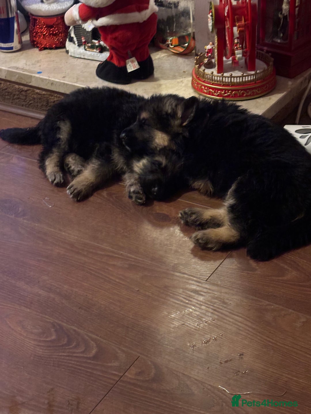 German Shepherd dogs for sale: German Shepherd puppies - Advert 24