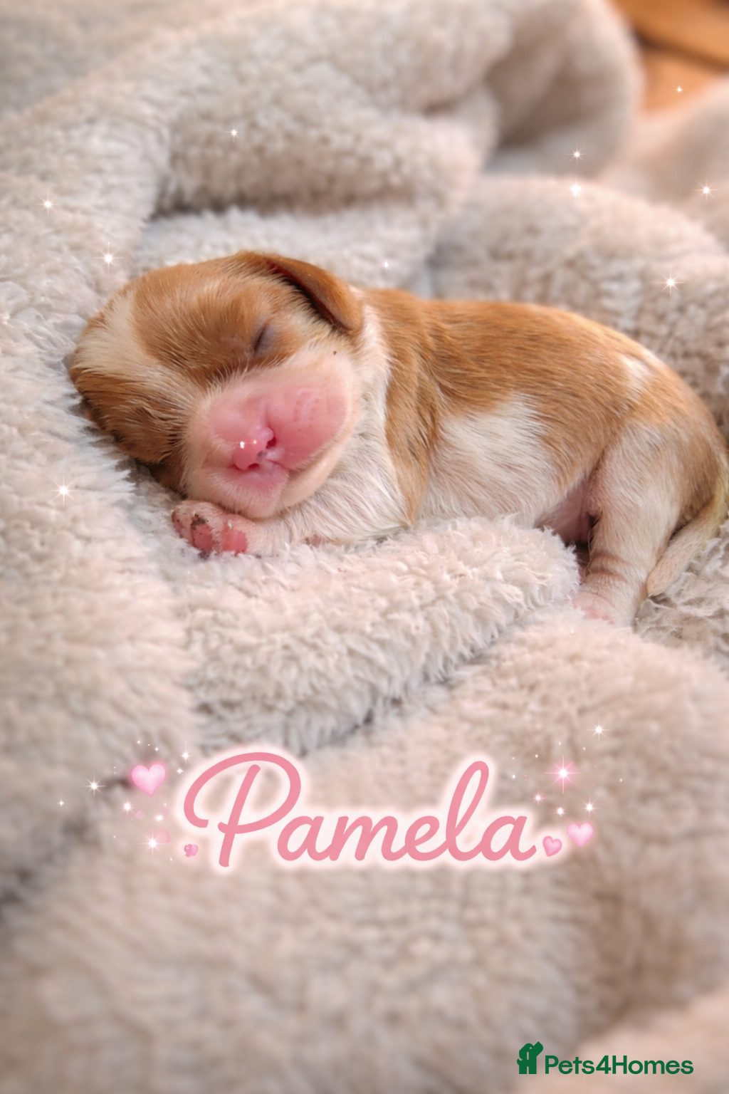 Cavalier King Charles Spaniel dogs KC reg  spaniels health tested parents boys girls - Advert 2