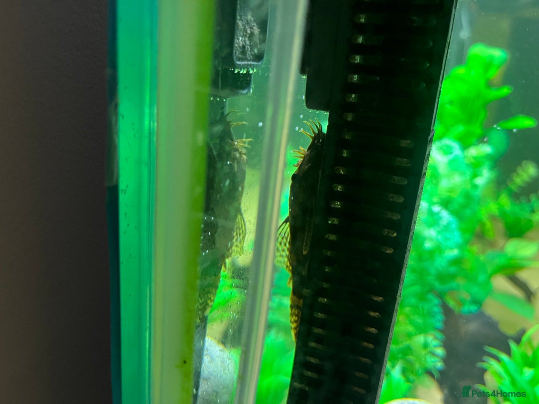 Other/Mixed Breed fish for sale: Tank of Tropical fish - need to go ASAP - Image 7