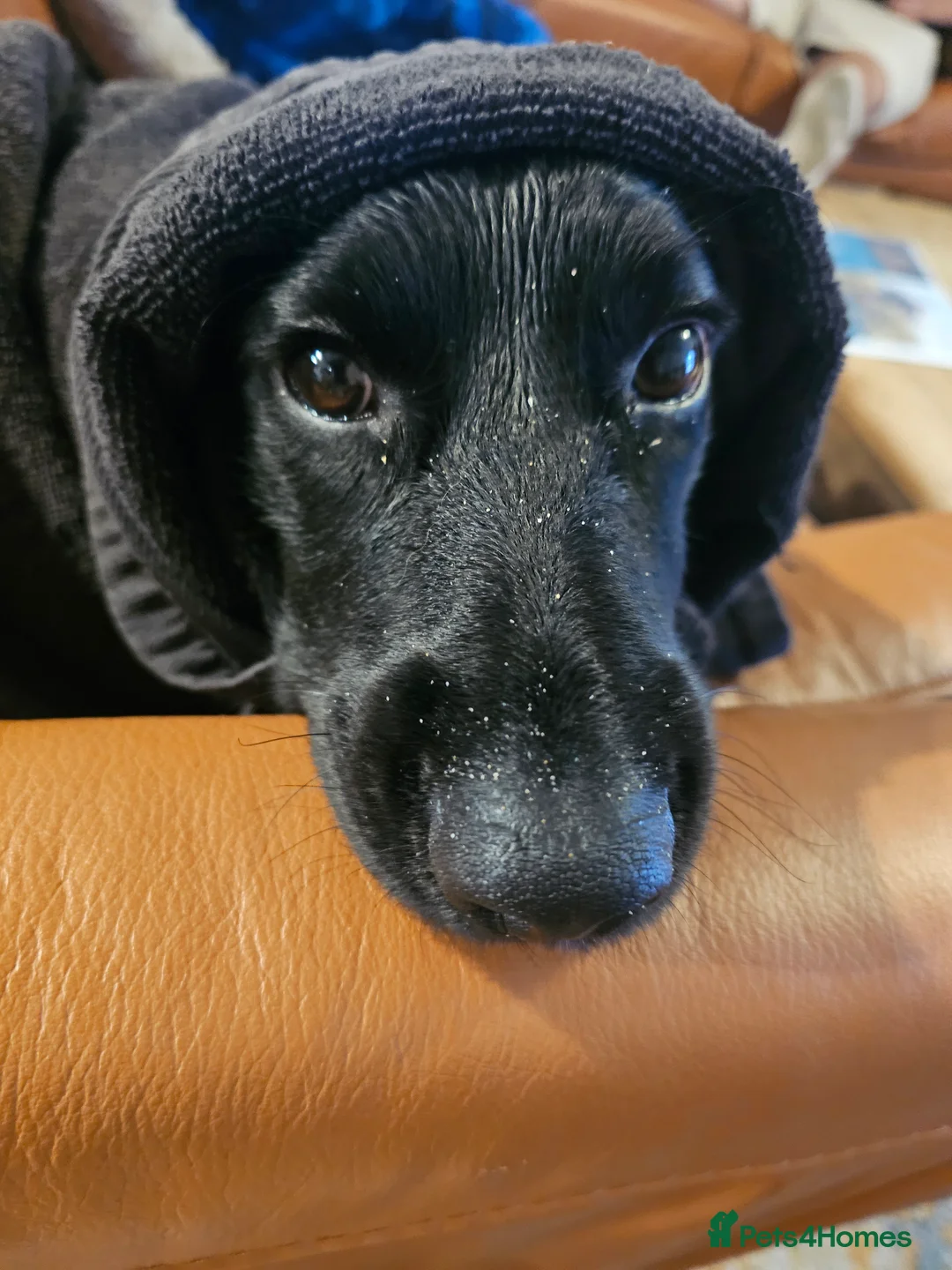 Cocker Spaniel dogs for sale: 2 cockerspaniels for rehoming together - Advert 17