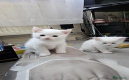 Mixed Breed cats for sale: 7 gorgeous cuties - Image 8