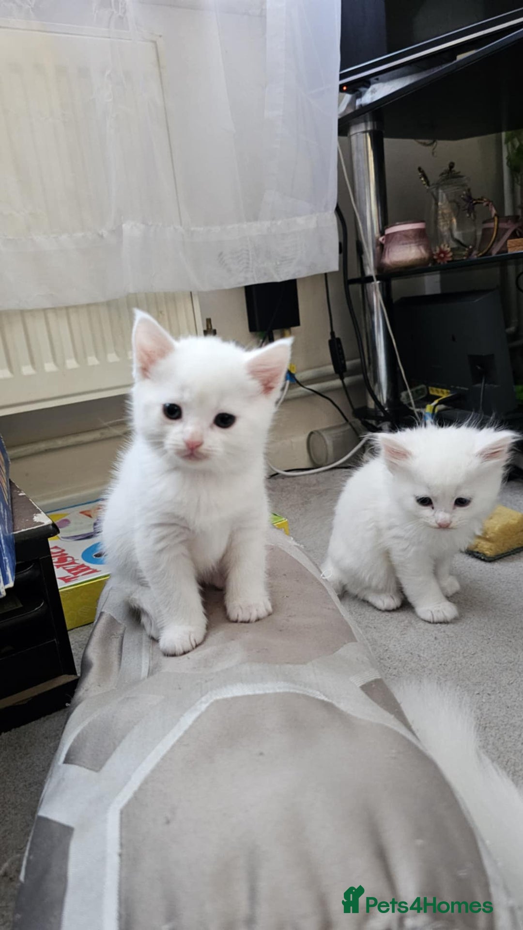 Mixed Breed cats for sale: 7 gorgeous cuties - Image 8