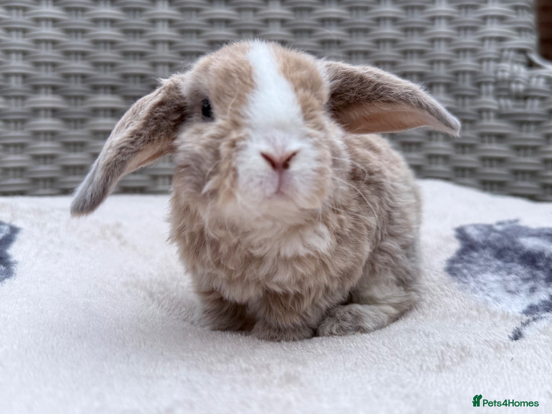 Mini Lop rabbits Last 2 boys to reserve💙 - Advert 16