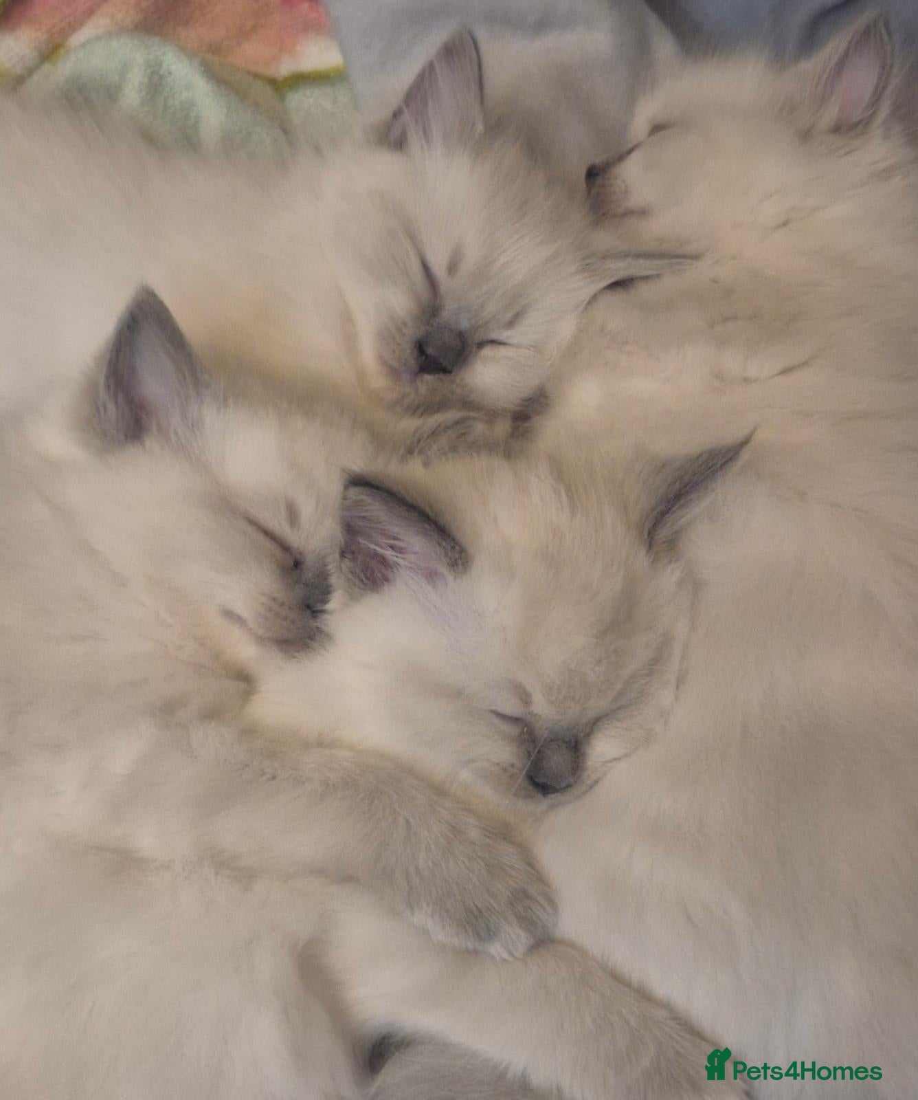 Ragdoll cats for sale: 4 fluffy blue point ragdoll kittens  - Advert 1