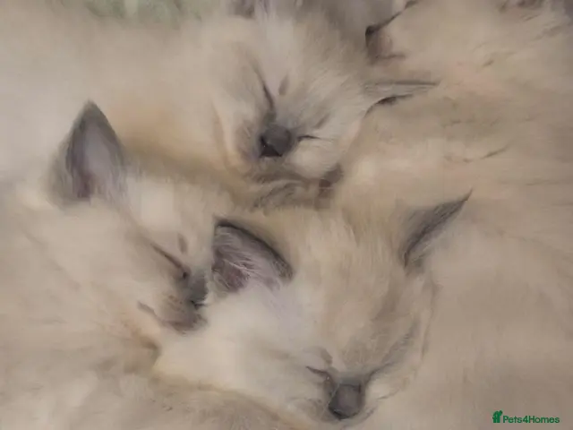 Ragdoll cats for sale: 4 fluffy blue point ragdoll kittens - Advert 1