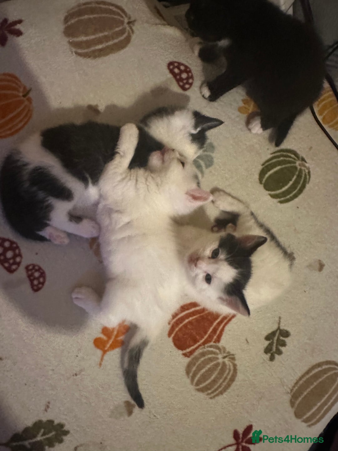 Mixed Breed cats for sale: Fluffy kittens - Image 16