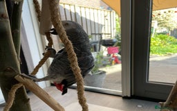 Parrots birds for sale: Tame and talkative African grey parrot - Image 5