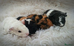 Guinea Pig rodents for sale: 3 male and 1 female baby guinea pigs  - Image 1
