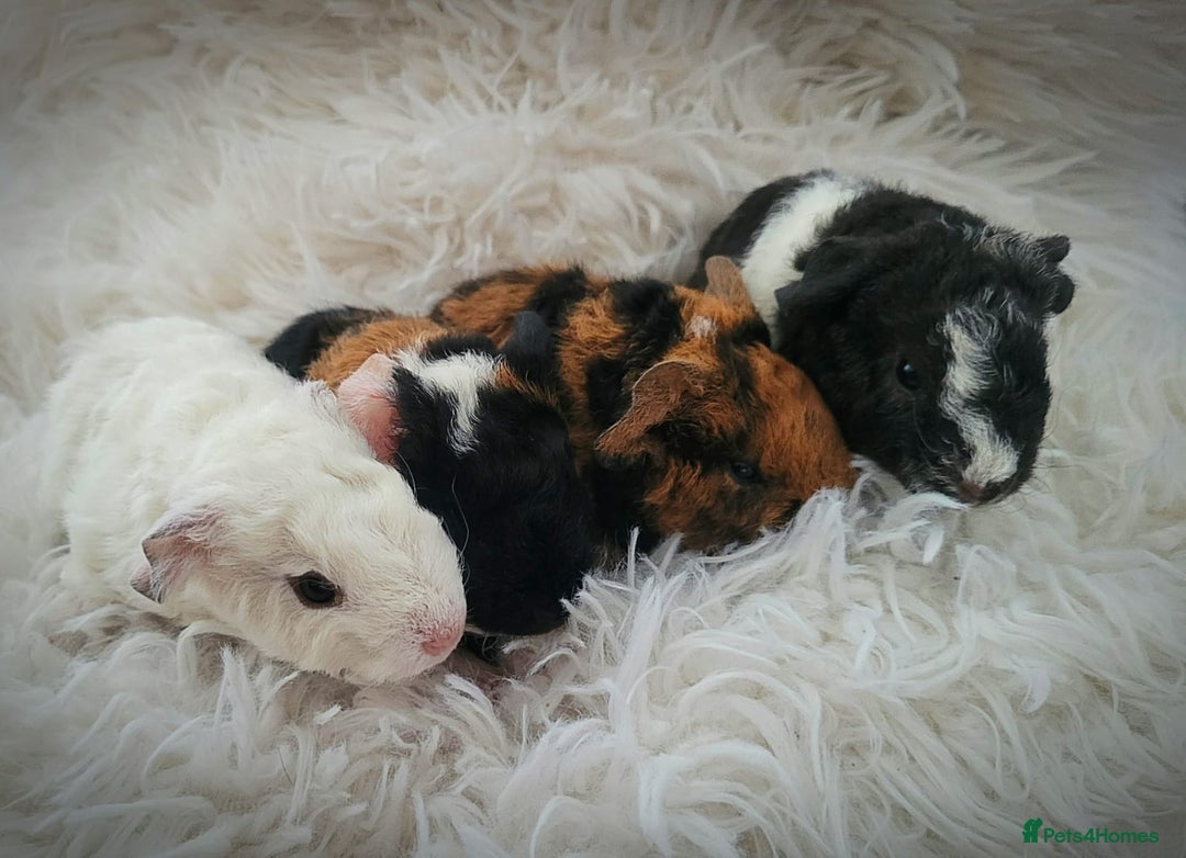 Guinea Pig rodents for sale: 3 male and 1 female baby guinea pigs  - Image 1