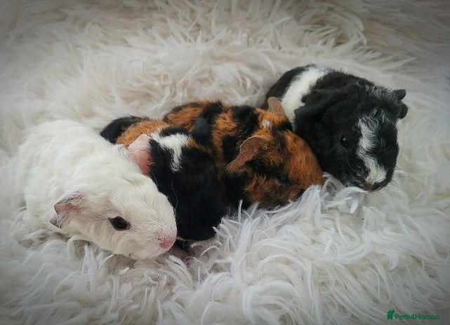 Guinea Pig rodents - Advert 1