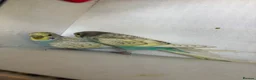 Budgerigars birds for sale: Mixed aged budgies in Leicester - Advert 4