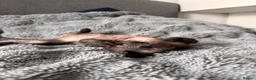Sphynx cats for sale: 😍 Lovely SPHYNX Kitten 😍 - Advert 7