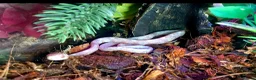 Corn Snake reptiles for sale: Corn snakes forsale 2025 corn snakes 2026 clutches - Advert 20