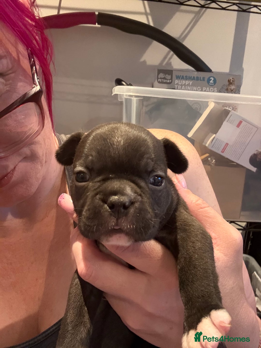 Mixed Breed dogs for sale: Frenchtons - Boston Terrier x Frenchie - Image 31