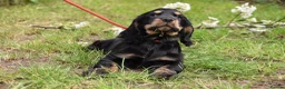 Cocker Spaniel dogs for sale: Last Male Ready Now Show Type Kc Reg  - Advert 13