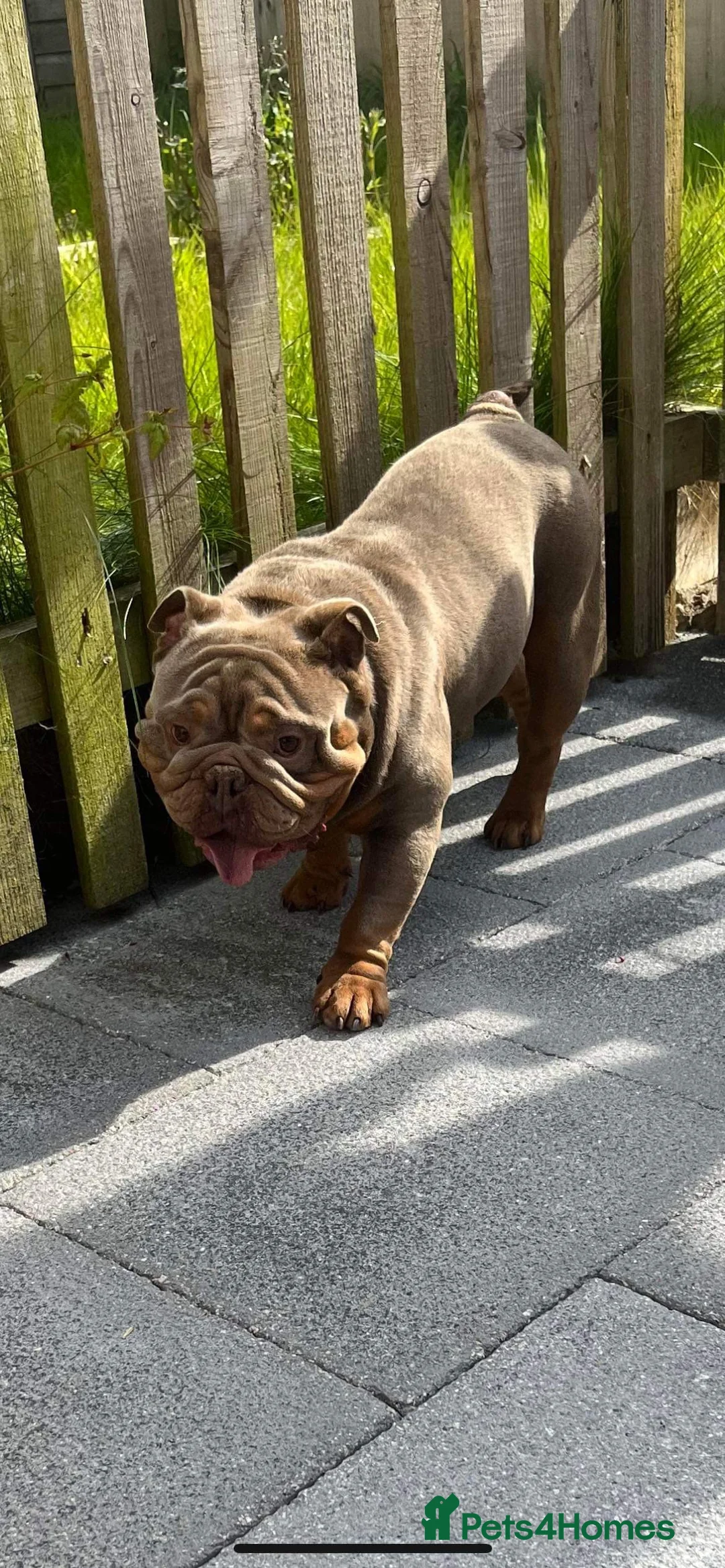 Mixed Breed dogs for sale: English bulldogs  - Advert 10
