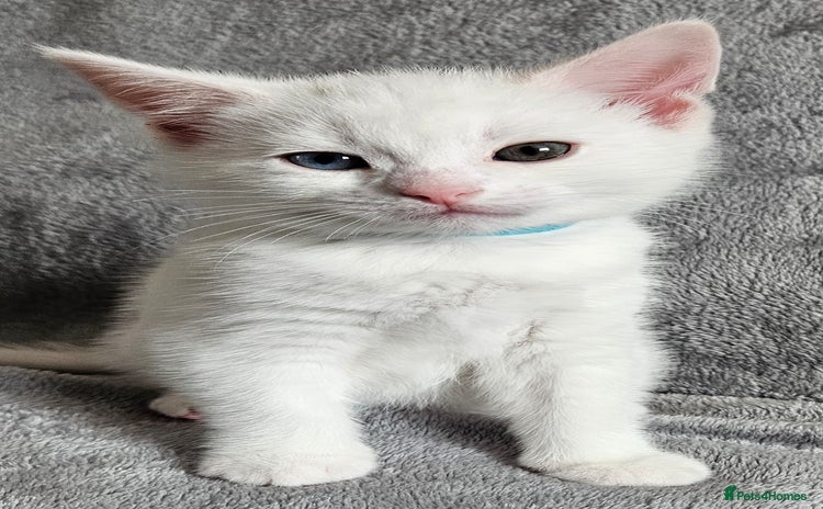 Mixed Breed cats - Advert 1