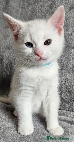 Mixed Breed cats - Advert 1