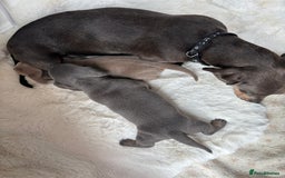 Miniature Dachshund dogs for sale: Miniature Dachshund Puppies  - Image 17