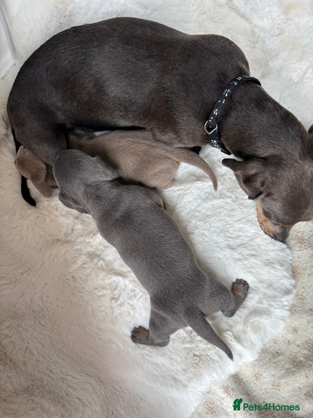 Miniature Dachshund dogs for sale: Miniature Dachshund Puppies  - Image 17