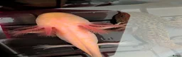 Axolotl reptiles for sale: Beautiful hypo baby Axolotls available last few  - Advert 26